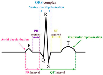 Typical aspect of an ECG signal for mammals.