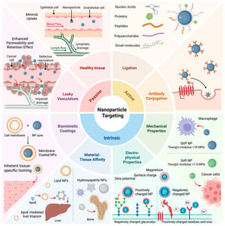 Graphical summary of the three main modes of nanoparticle targeting: passive, active, and intrinsic. Passive targeting primarily relies on the EPR effect in diseased cancerous tissues. Active targeting relies on ligands displayed on the nanoparticle surface. These ligands can be proteins, peptides, nucleic acids, polysaccharides, and small molecules. Antibodies can also be conjugated to NPs for active targeting. Intrinsic targeting can be achieved through several mechanisms, including (i) biomimetic interface-driven selectivity, (ii) inherent material-tissue affinity, (iii) physicochemical transport biases (size, shape, and charge), and (iv) mechanical properties (e.g., nanoparticle stiffness). Created in BioRender. Brownsberger, A. (2026). https://BioRender.com/8owkosy (accessed on 4 March 2026).