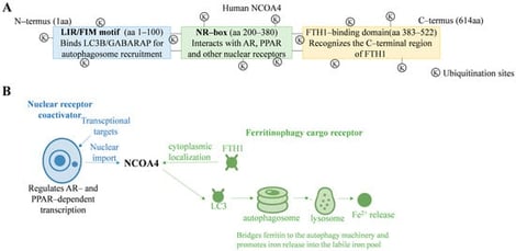 Illustrates the NCOA4 protein’s domain structure, post-translational modifications, and dual functional localization. (A) NCOA4, a 614-amino acid protein, includes: the LIR/FIM motif (aa 1–100) for autophagosomal membrane recruitment via LC3B/GABARAP recognition; the NR box (aa 200–380) for nuclear receptor binding and transcriptional coactivation; and the ferritin-binding domain (aa 383–522) for selective ferritin encapsulation in autophagy. Lysine residues throughout the protein are potential ubiquitination sites affecting its stability. (B) NCOA4 has dual roles in the nucleus and cytoplasm. In the nucleus, it acts as a transcriptional coactivator for nuclear receptors, influencing gene expression like AR and PPAR. In the cytoplasm, NCOA4 serves as a cargo receptor for ferritinophagy, linking FTH1 and LC3 to enable ferritin degradation and release of Fe2+. Its movement between the nucleus and cytoplasm underscores its diverse functions in gene regulation, iron metabolism, and stress responses.