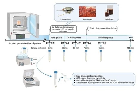 Relative degree of hydrolysis (DH, %) during in vitro gastrointestinal digestion of (a) fresh-frozen C. finmarchicus, (b) freeze-dried C. finmarchicus, and (c) C. finmarchicus hydrolysate measured at 0, 30, 75, 105, and 165 min. Results are the mean ± SD from three independent digestions (n = 3) and were baseline corrected by subtracting the 0 min enzyme control. Within each material, different letters indicate significant differences across time points (one-way ANOVA with Tukey’s post hoc test, p < 0.05).