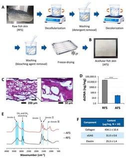 Preparation and physicochemical characterization of the amberjack skin-derived acellular dermal matrix (ADM). (A) Schematic of the overall preparation process, comprising decellularization (0.5% SDS, ≥12 h), washing for detergent removal, decolorization (ammonium persulfate/sodium metasilicate/H2O2, 1.5 h), washing for bleaching agent removal, and freeze-drying (≥48 h); detailed conditions are provided in Section 4.1. (B) Appearance of the final acellular fish skin (AFS) sheet. (C) Representative hematoxylin and eosin (H&E)-stained section of AFS showing a porous, interconnected collagenous network devoid of visible nuclei; the boxed region is shown at higher magnification on the right (scale bars: 200 µm, left; 50 µm, right). The comparison with RFS was performed quantitatively by dsDNA content (D). (D) Residual double-stranded DNA (dsDNA) content in raw fish skin (RFS) and AFS, expressed as ng/mg dry weight (mean ± SD, n = 3; note the logarithmic scale of the y-axis, *** p < 0.001). (E) Attenuated total reflectance–Fourier transform infrared (ATR-FTIR) spectra of AFS (red) and RFS (black), with the characteristic amide A, CH2 and CH3 stretching, and amide I, II, and III bands highlighted. (F) Biochemical composition of AFS, showing collagen, sulfated glycosaminoglycan (sGAG), and elastin contents expressed as µg/mg dry weight (mean ± SD, n = 10).