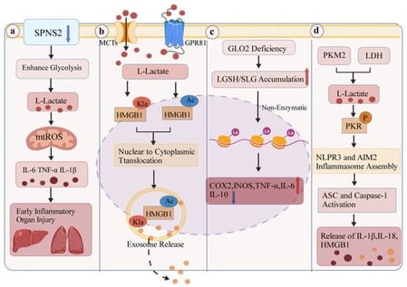 Lactate-related inflammatory pathways in defined macrophage models. (a) SPNS2/S1P disruption links lactate accumulation to mitochondrial ROS and sepsis-associated injury. (b) Lactate-associated HMGB1 modifications accompany exosomal signaling. (c) GLO2 loss alters lactoyl-donor metabolism, histone signals and inflammatory responsiveness. (d) PKM2/LDH-dependent fermentation supports PKR and inflammasome responses. Red upward arrows and blue downward arrows denote upregulation and downregulation, respectively. Created with BioGDP (https://biogdp.com/), accessed on 9 October 2026.