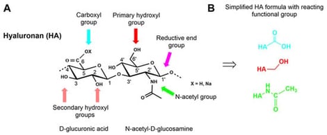 Structure (A) and reactive functional groups (B) of HA [20].