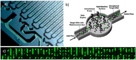 Macroscopic image of the microfluidic biochip used in this study for nucleic acid hybridization (a), the three-dimensional geometry of a single micro-reactor with a hybridization surface (b), and a section of the DNA biochip showing various micro-channels with hybridization signals of various intensities (c). The channel was 14 μm wide and 15 μm deep. The center cylindrical portion had a diameter of 56 μm. (a) Photo credit Kurt Stepnitz, Michigan State University, property of MSU Board of Trustees, used with permission.