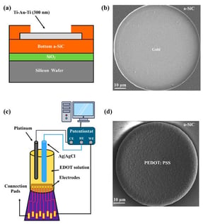 Device design and electrodeposition setup: (a) cross-sectional schema of an electrode site; (b) SEM of 2000 µm2 gold site prior to PEDOT:PSS coating; (c) electrodeposition cell comprising a Pt counter, Au working, and Ag|AgCl reference electrodes in the EDOT/PSS deposition solution; (d) SEM of 2000 µm2 gold site after PEDOT:PSS deposition.