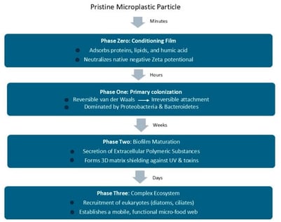 A comprehensive mechanistic flowchart illustrating the multi-tiered, chronological succession of the plastisphere on hydrophobic polymer surfaces. Evolution progresses from the abiotic Phase Zero (macromolecular conditioning film adjusting the surface zeta potential) through pioneer Phase One attachment of r-strategists, Phase Two metabolic specialization (recruitment of K-strategists and synergistic enzyme deployment), and culminates in a highly structured, mature Phase Three multi-trophic micro-food web.