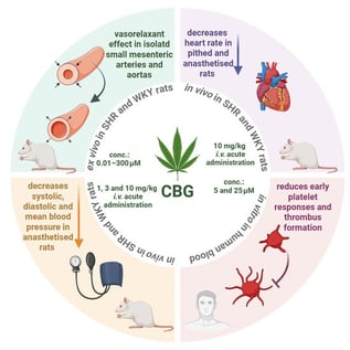 Comparison of the effects of cannabigerol (CBG) at three doses: 1, 3 and 10 mg/kg on systolic (SBP; (A)), diastolic (DBP; (C)), and mean (MBP; (E)) blood pressure, and heart rate (HR; (G)) in pentobarbital-anesthetized normotensive Wistar-Kyoto (WKY) rats and spontaneously hypertensive rats (SHR). The bar charts show the percentage changes in SBP (B), DBP (D), MBP (F) and HR (H) relative to baseline values for the highest dose of CBG (10 mg/kg). Data are presented as the mean ± SEM of 6–11 rats. # p < 0.05, ### p < 0.001 comparison between WKY and SHRs; * p < 0.05, ** p < 0.01, *** p < 0.001 comparison between vehicle vs. selected doses (one-way ANOVA followed by Bonferroni’s post hoc test). White circles represent individual data points.