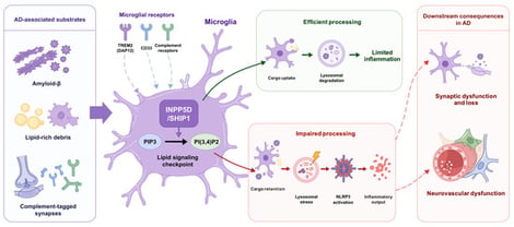 Working model of INPP5D/SHIP1-mediated regulation of microglial substrate handling in Alzheimer’s disease (AD). In the AD brain, microglia are exposed to amyloid-β (Aβ) aggregates, lipid-rich material derived from myelin and apoptotic cells, and complement-tagged synaptic elements. These substrates engage receptor pathways including TREM2–DAP12, CD33, and complement receptors, which converge on phosphoinositide-dependent signaling. INPP5D encodes the lipid phosphatase SHIP1, which converts phosphatidylinositol-3,4,5-trisphosphate (PIP3) to phosphatidylinositol-3,4-bisphosphate [PI(3,4)P2] and thereby modifies membrane-associated signaling, phagocytic uptake, and intracellular cargo routing. Efficient delivery of internalized material to lysosomes supports substrate degradation and limits inflammatory output. By contrast, defective vesicular trafficking or insufficient degradative capacity promotes cargo retention, lysosomal stress, and activation of the NLRP3 inflammasome, followed by inflammatory output. These responses may contribute to synaptic dysfunction and loss, persistent neuroinflammation, and secondary neurovascular dysfunction, including blood–brain barrier dysfunction and vascular inflammation.