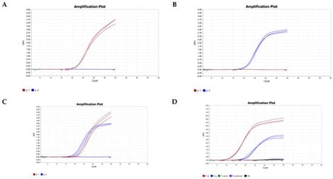 Analytical specificity of the one−tube nested MGB−qPCR assay. (A–C) Specific differentiation of E. multilocularis and E. granulosus using species−specific MGB probes. Fluorescence signals were detected exclusively with the matched probe−target combinations: (A) E. multilocularis genomic DNA detected with the probe Em; (B) E. granulosus genomic DNA detected with the probe Eg; (C) co−amplification of mixed Em and Eg DNA with both probes. No cross−fluorescence was observed between the heterologous probe–target pairs. (D) Cross−reactivity testing against common canine gastrointestinal parasites. Positive amplification (Ct ≤ 38) was observed only for E. multilocularis and E. granulosus; no signal was generated from Toxocara canis or Dipylidium caninum genomic DNA. The results represent three independent experiments. NC, no−template control. ΔRn represents the normalized reporter fluorescence signal after baseline correction.