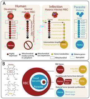 Heme biosynthesis and compartmentalized metabolite dynamics in malaria-infected erythrocytes. (A) Differential organization of heme biosynthesis across erythroid maturation, host cell state, and parasite metabolism. (Left): Heme biosynthesis exhibits distinct configurations in developing erythroid cells, mature erythrocytes, and malaria-infected erythrocytes, reflecting differences in organelle content and metabolic capacity. In immature erythroid cells, a complete heme biosynthetic pathway operates across mitochondrial and cytosolic compartments, enabling efficient conversion of precursors to PPIX and subsequent ferrochelatase-mediated insertion of iron to form heme in a high-throughput, tightly regulated process. Upon maturation, erythrocytes expel mitochondria and other organelles, resulting in a truncated pathway with minimal capacity for de novo heme synthesis. (Middle): Following infection by Plasmodium spp., mature erythrocytes undergo extensive parasite-driven remodeling, including the formation of new permeability pathways that allow uptake of small molecules such as ALA. Under these conditions, exogenous ALA can drive accumulation of upstream intermediates, particularly PPIX, selectively in infected erythrocytes. (Right): In parallel, the parasite retains a complete, mitochondria and apicoplast associated heme biosynthetic pathway; however, its quantitative contribution to total heme production is relatively minor compared to host-derived heme from hemoglobin digestion. (B) Chemical distinction and “Russian doll” compartmentalization of heme and porphyrin intermediates. The defining biochemical difference between PPIX and heme is the insertion of a central ferrous iron (Fe2+) into the porphyrin ring. In malaria-infected erythrocytes, heme and its precursors are distributed across nested compartments that can be conceptualized as a “Russian doll” hierarchy. (Upper Right): At the outer layer, the host erythrocyte contains abundant hemoglobin-derived heme. Upon ALA exposure, the truncated host pathway in infected erythrocytes can be re-engaged to produce and accumulate PPIX. (Middle Right): Within the parasite, hemoglobin-derived heme is released in the food vacuole and detoxified through crystallization into hemozoin. This compartment may also interface with host-derived intermediates under conditions of increased precursor availability. (Lower Right): At the innermost layer, the parasite maintains its own endogenous heme biosynthetic pathway, contributing a smaller but functionally distinct pool of heme. Abbreviations: PPIX, protoporphyrin IX; ALA, 5-aminolevulinic acid; ALAS, 5-aminolevulinate synthase; ALAD, 5-aminolevulinate dehydratase; HMBS, hydroxymethylbilane synthase; UROS, uroporphyrinogen III synthase; UROD, uroporphyrinogen decarboxylase; CPOX, coproporphyrinogen oxidase; PPOX, protoporphyrinogen oxidase; FECH, ferrochelatase.
