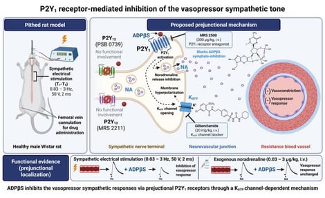 Original recording of the blood pressure responses elicited by electrically stimulating the vasopressor sympathetic tone (A) or by administering i.v. boluses of noradrenaline (B) under control conditions. (A) Electrical stimulation of the vasopressor sympathetic tone at incrementally higher frequencies (0.03–3 Hz) elicits reproducible increases in blood pressure. (B) Increasing i.v. doses of noradrenaline (0.03–3 μg/kg) result in reproducible, dose-dependent vasopressor responses (i.e., increases in blood pressure); the dashed line indicates a saline washout period to eliminate the residual noradrenaline from the first D-R curve, whereas the subsequent small response peak (just before 0.03 μg/kg noradrenaline) was elicited by an additional i.v. bolus of 1 mL/kg saline to complete the washout procedure. A stabilization period of 7–10 min was allowed between the completion of the first S-R or D-R curve and the initiation of the second S-R or D-R curve.