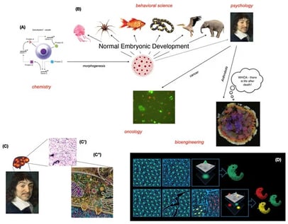 Bodies and minds self-assemble from single cells as a process of alignment and autopoiesis. (A) Most complex biological forms begin as one cell—a fertilized oocyte, commonly thought to be well-described by the laws of physics and chemistry. (B) A gradual, slow process of developmental morphogenesis results in the final form of the organism, which may have complex structure and a mind which may not believe it is a “machine”. Our transformation from a chemical soup into an active embodied mind is continuous but heterogeneous: (C) while we commonly think of ourselves as a unified intelligence with a “centralized” brain, the fact is that even the pineal gland, of which there is only one in the brain, is made of cells (C′) and those cells in turn are made of myriad other active components (C″)—we are a collective intelligence at all scales. (D) The creation of an “individual” out of an excitable medium such as an embryonic blastoderm with hundreds of thousands of cells is a dynamic process that is not hardwired: scratches made in that blastoderm would result in independent self-organization in each island, resulting in multiple embryos forming. This reveals the potentiality for some non-pre-determined number of minds to arise out of the same substrate. Images in (A,B,D) courtesy of Jeremy Guay of Peregrine Creative, used previously in [29]. Image (B) used with permission from [30]. Image in (C′) courtesy of Jose Calvo, Science Photo Library. Image in (C″) courtesy of Evan Ingersoll and Gaël McGill. Image (D) used with permission from [31].