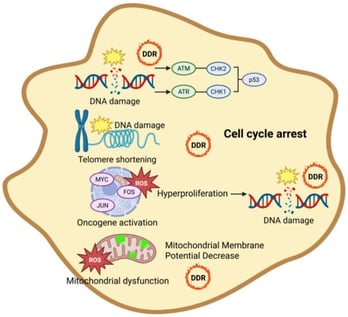 Diverse Factors Inducing Cellular Senescence, subsequent telomere impairment activate a signaling cascade known as the DNA Damage Response (DDR). This signaling is transmitted from ATM and ATR to CHK2 and CHK1, ultimately leading to activation of the tumor suppressor protein p53, induction of cell cycle arrest, and, upon prolonged DDR activation, the onset of senescence. Furthermore, the activation of oncogenes promotes hyperproliferation and alterations in DNA replication patterns through the generation of reactive oxygen species (ROS), leading to DNA replication stress and the accumulation of genomic damage. In addition, mitochondrial dysfunction, characterized by low mitochondrial membrane potential (MMP), induces ROS production, which sustains persistent DDR signaling and facilitates the progression of cellular senescence. DDR; DNA damage response, ATM; Ataxia Telangiectasia Mutated, ATR; Ataxia Telangiectasia and Rad3-related, CHK1; Checkpoint Kinase 1, CHK2; Checkpoint Kinase 2, ROS; Reactive Oxygen Species.