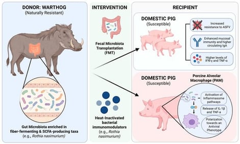 Overview of microbiota-derived interventions against ASF. The impact of warthog fecal microbiota transplantation in shaping porcine immune responses is presented, alongside the effects of heat-inactivated Rothia nasimurium on macrophage polarization against ASFV. Image created with BioRender.com (accessed on 12 October 2026).