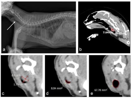 Diagnostic imaging in a cat with tracheal obstruction caused by an intraluminal tracheal mass. (a) Right lateral thoracic radiograph obtained on 14 November 2024, showing a focal intraluminal soft-tissue opacity (arrow) with marked narrowing of the cervical tracheal lumen; multiple rib fractures of uncertain origin are also present. (b–e) Non-contrast CT images (soft-tissue window) obtained at presentation without general anesthesia after intravenous butorphanol. (b) Sagittal reconstruction: the intraluminal mass at the level of C3 measures 15.99 mm in length and 7.04 mm in height. (c) Transverse image at the level of the mass: width 8.81 mm, height 7.05 mm, and minimum residual luminal diameter 1.55 mm. (d) Transverse image at the most severely obstructed level with the residual luminal cross-sectional area (CSA) outlined in red (8.84 mm2). (e) Transverse image of the adjacent normal trachea with the reference luminal CSA outlined in red (67.78 mm2). Estimated obstruction = [1 − (CSAstenotic/CSAreference)] × 100 ≈ 87%.