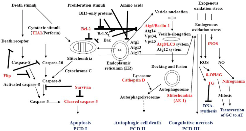 Cells 01 00074 g003 1024