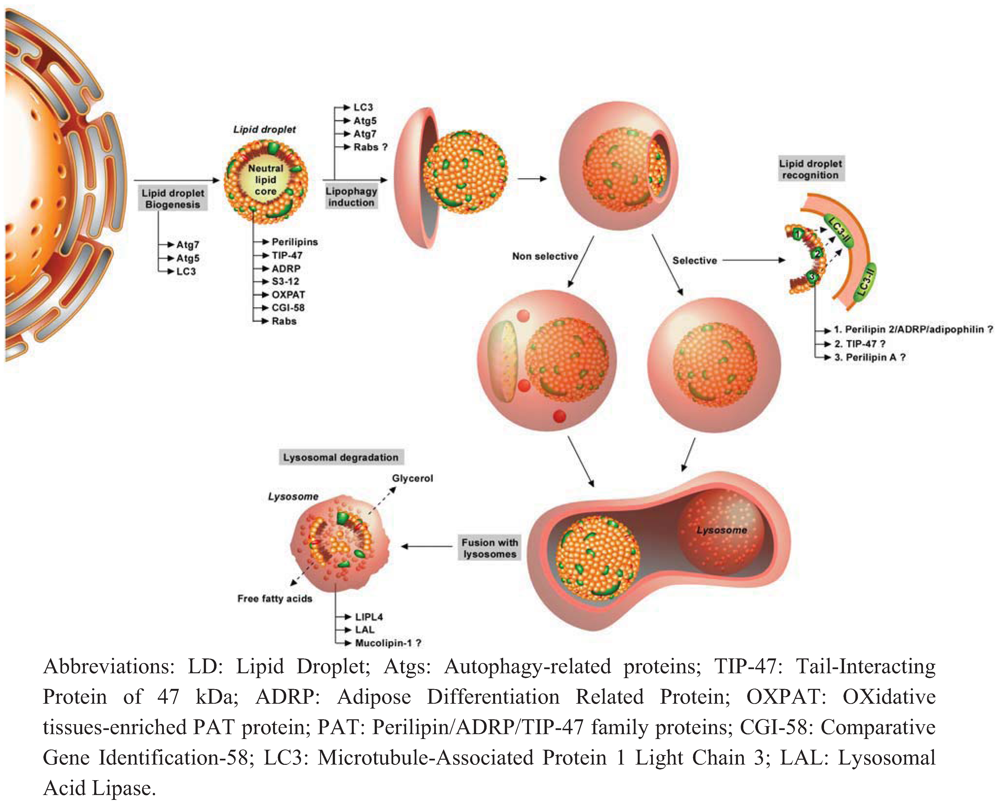 Cells 01 00168 g002 1024