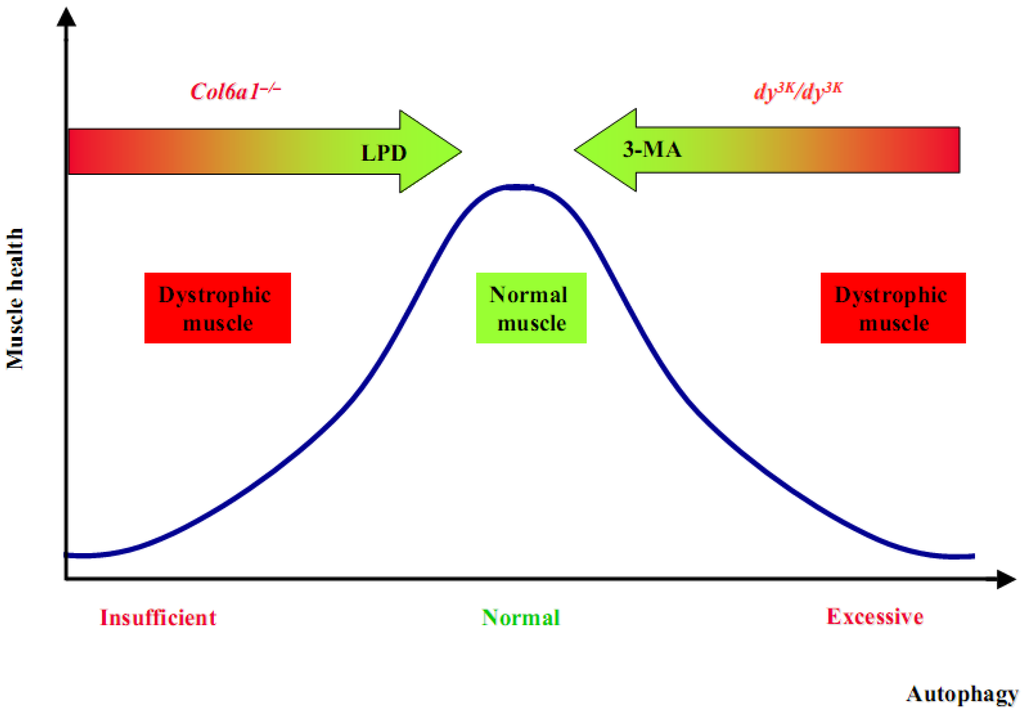 Cells 01 00325 g003 1024