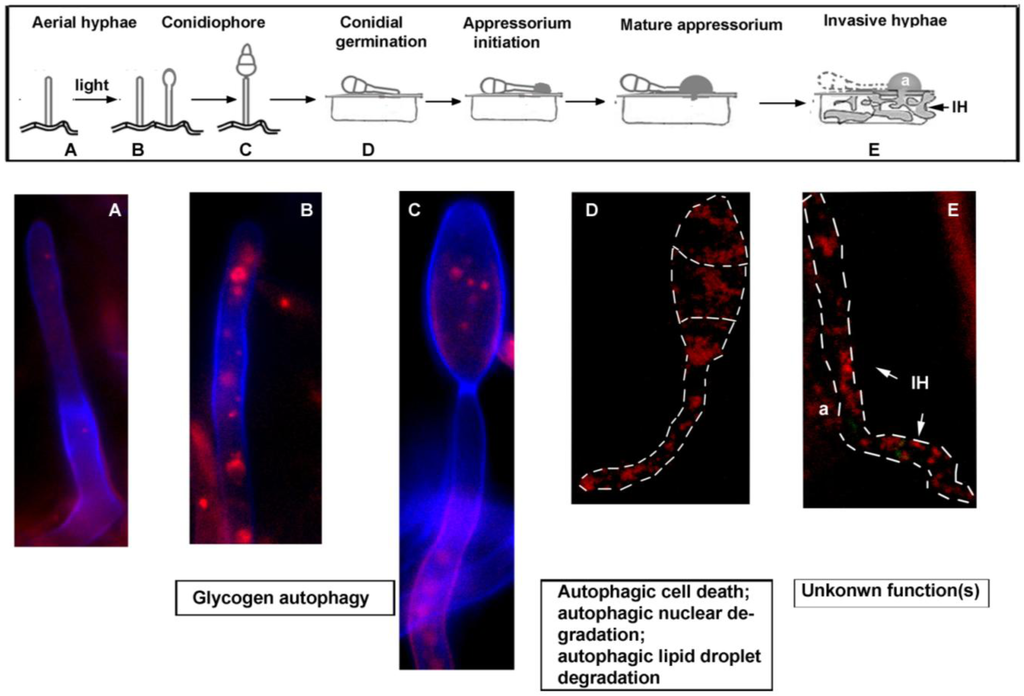 Cells 01 00449 g001 1024