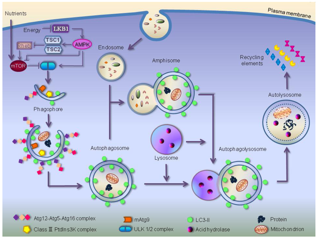 Cells 01 00464 g001 1024