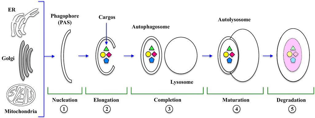 Cells 01 00520 g001 1024