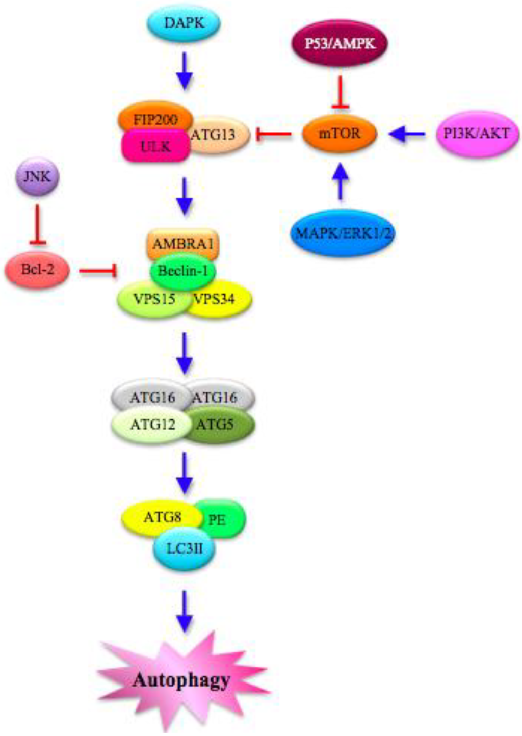 Cells 01 00520 g002 1024