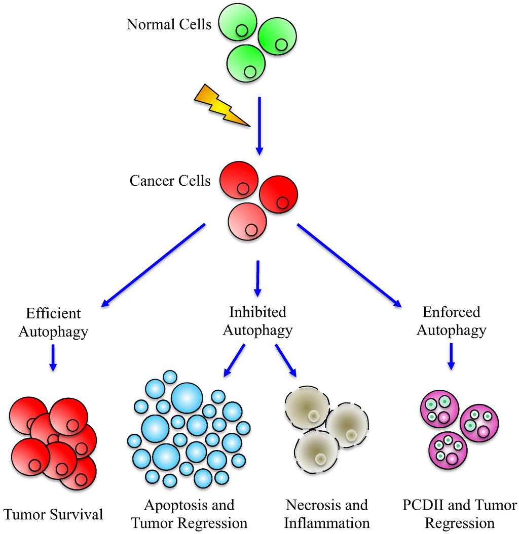 Cells 01 00520 g003 1024
