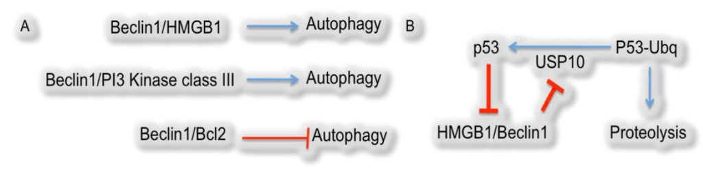 Cells 01 00558 g002 1024