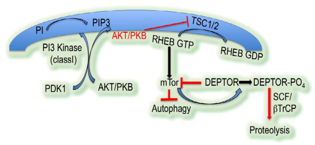 Cells 01 00558 g003 1024