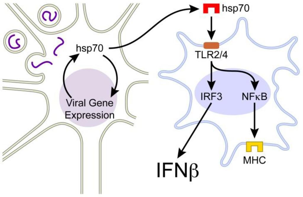 Cells 01 00646 g001 1024