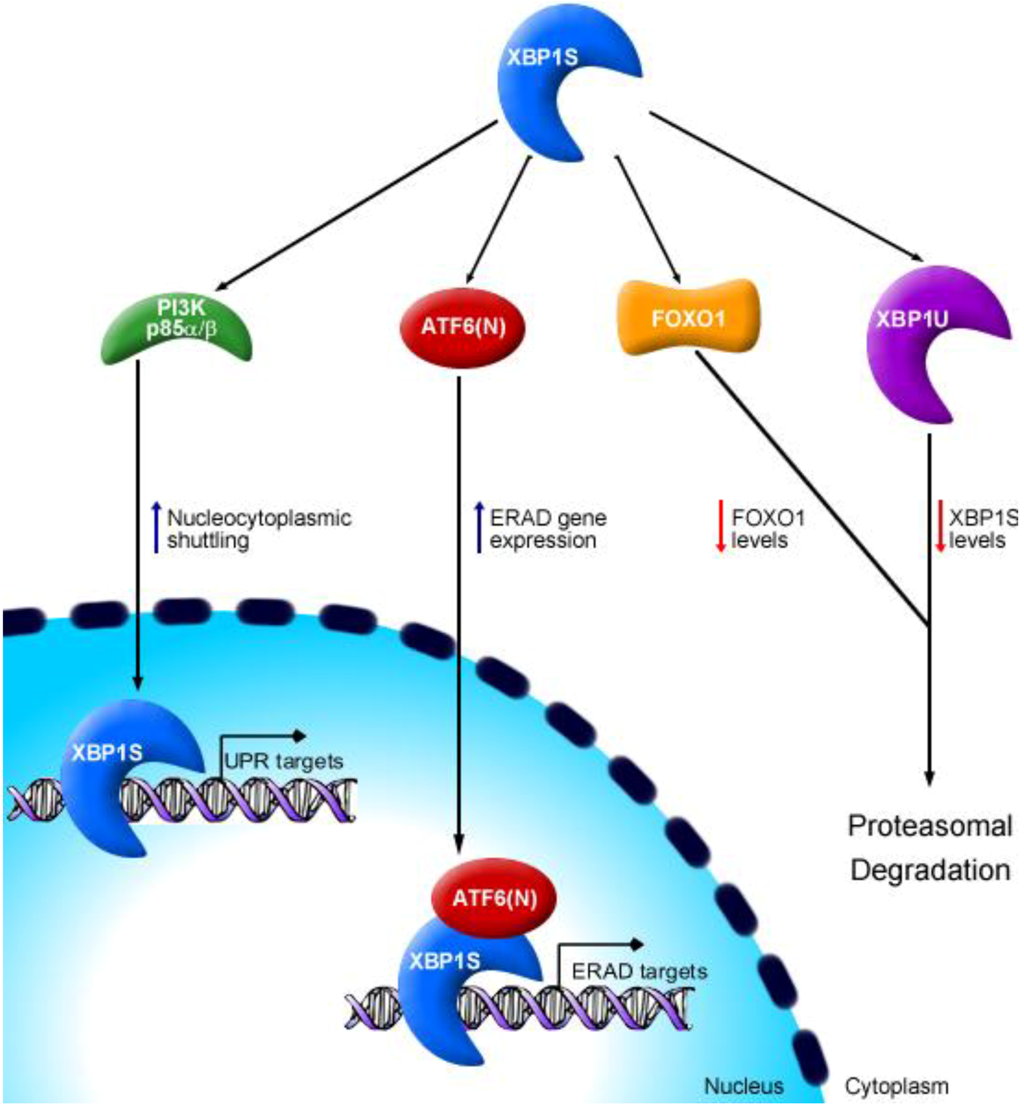 Cells 01 00738 g002 1024