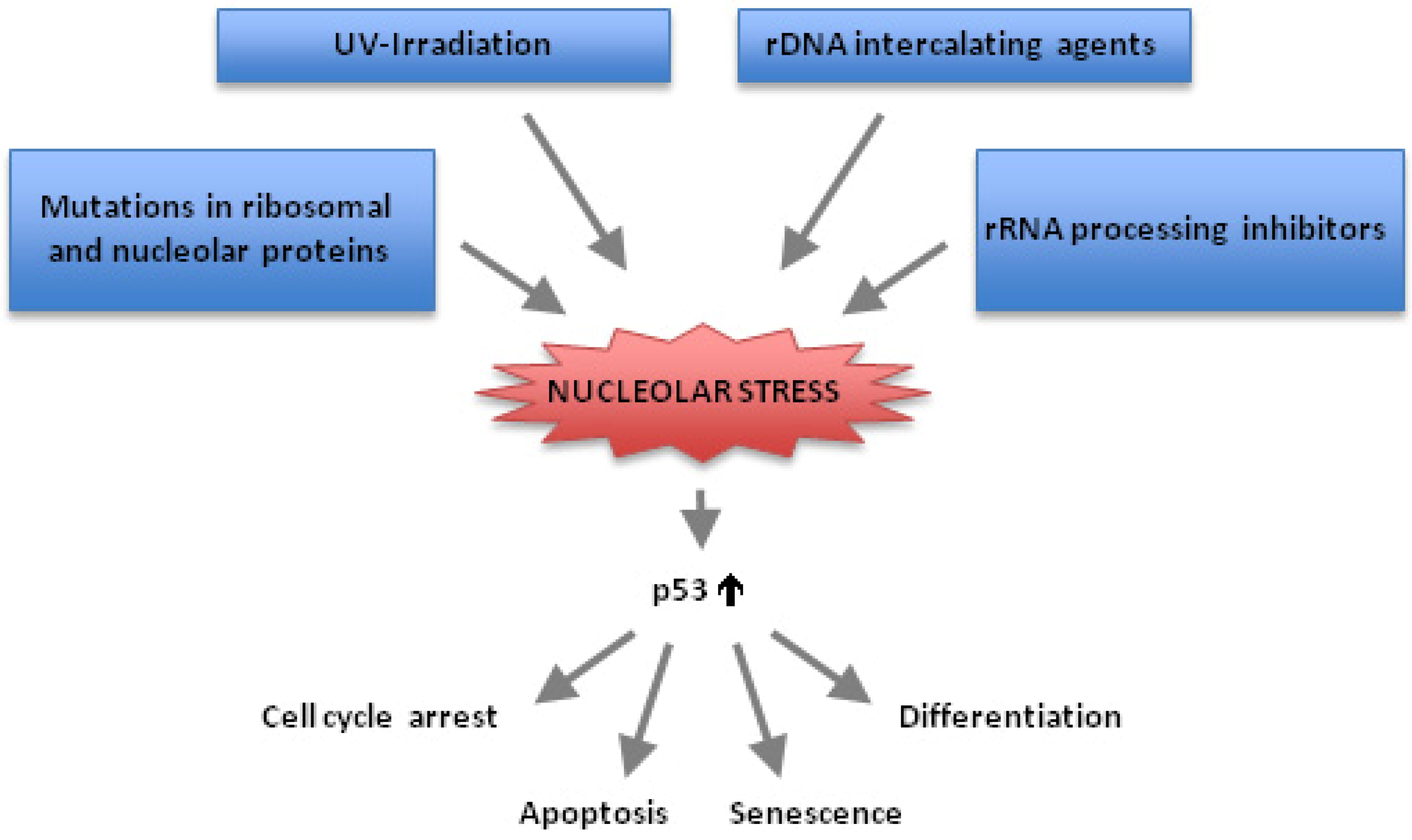 p53 -Dependent and -Independent Nucleolar Stress Responses