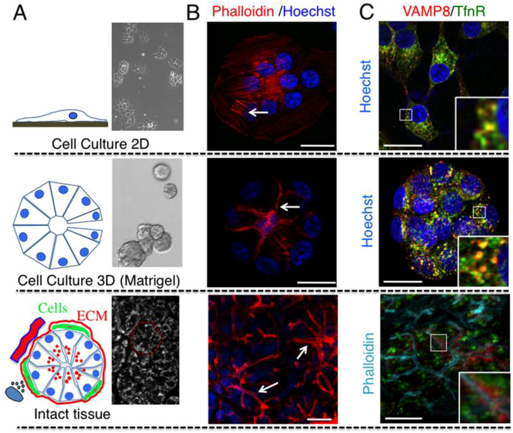 Cells 01 01121 g001 1024