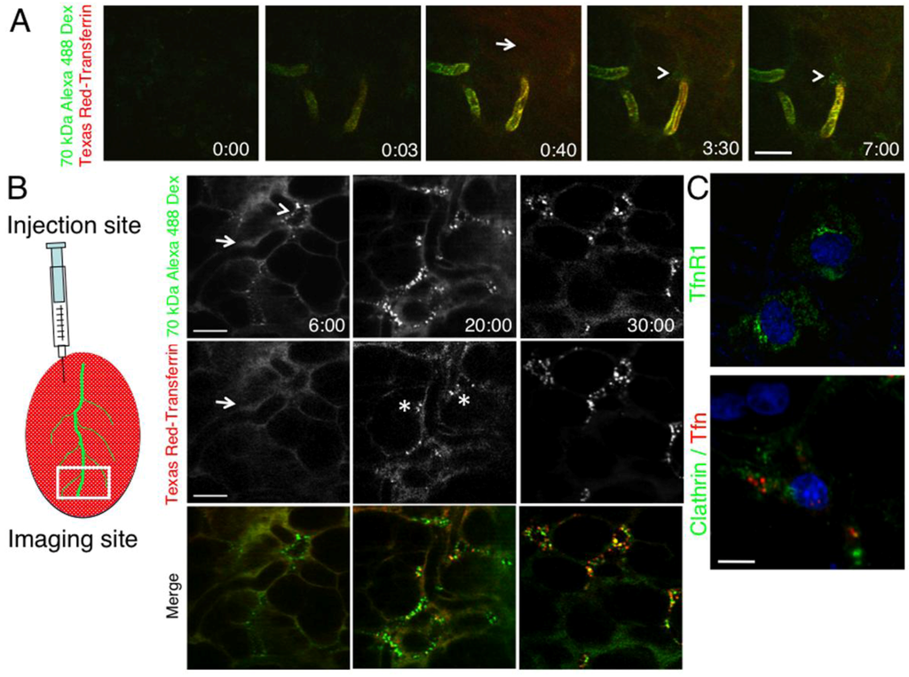 Cells 01 01121 g002 1024