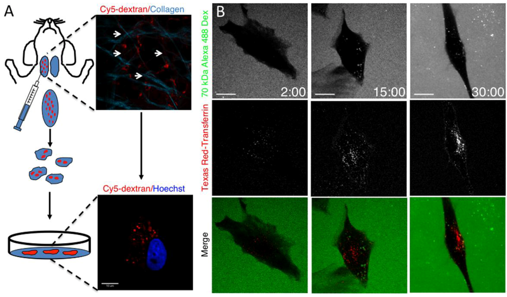Cells 01 01121 g003 1024