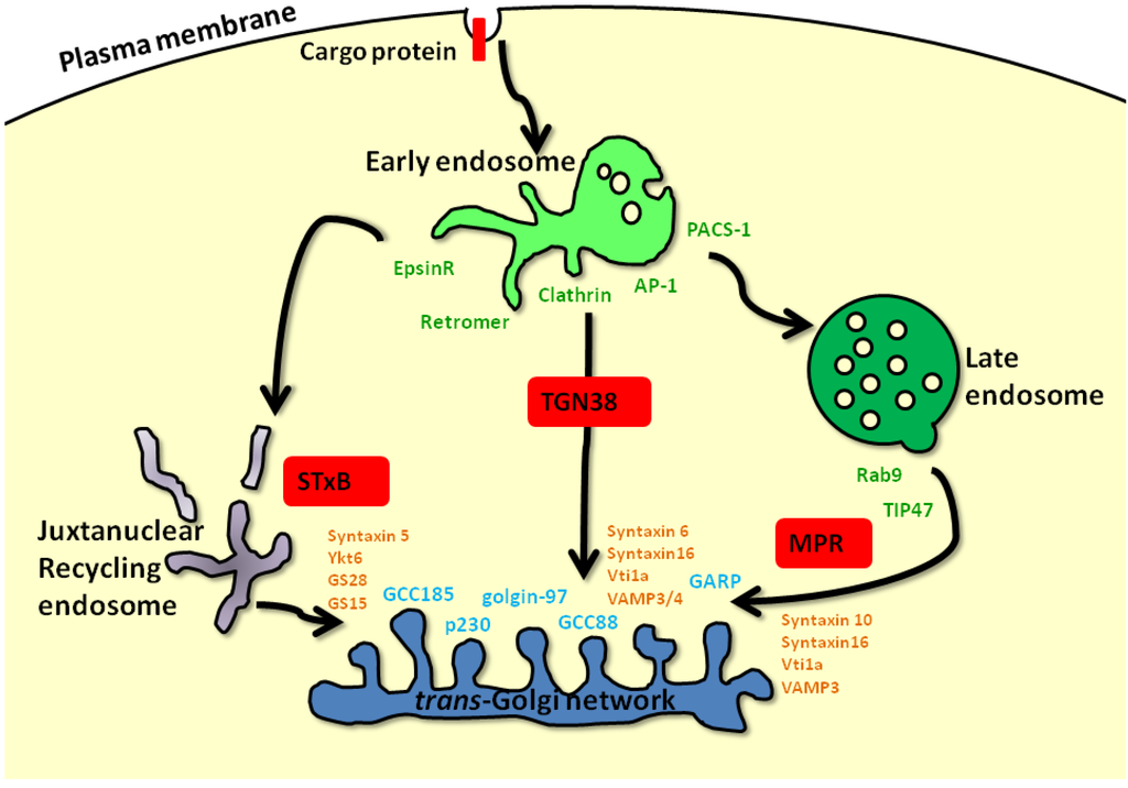 Cells 02 00105 g001 1024
