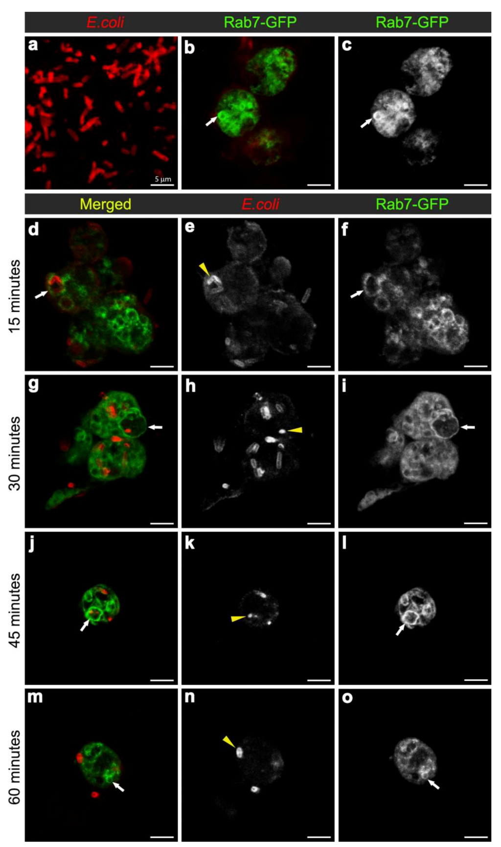 Cells 02 00188 g002 1024