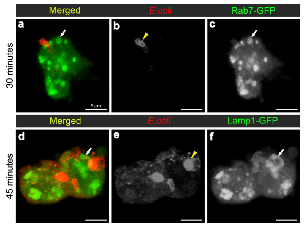 Cells 02 00188 g006 1024