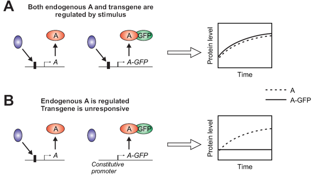 Cells 02 00284 g002 1024