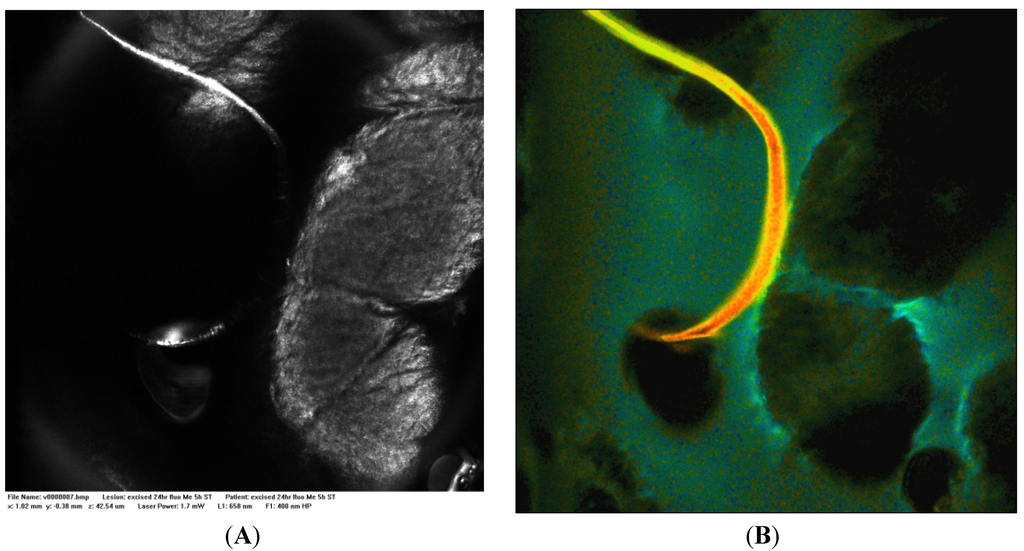 Cells 02 00591 g004 1024