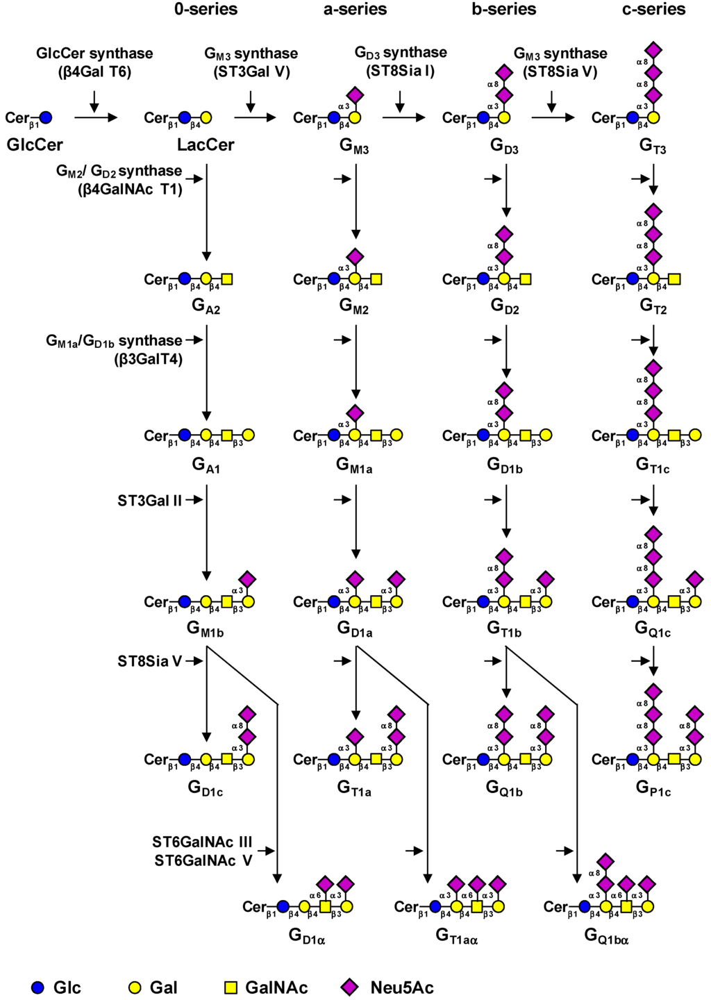 Cells 02 00751 g001 1024