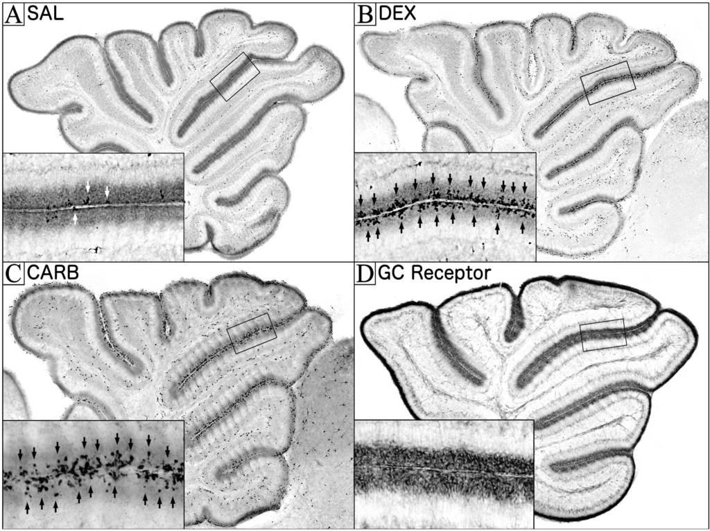 Cells 03 00036 g001 1024