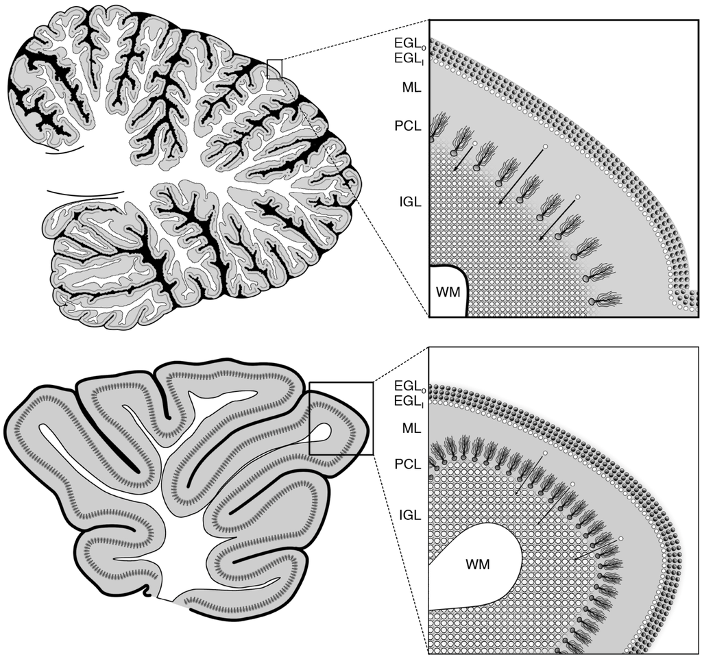 Cells 03 00036 g002 1024