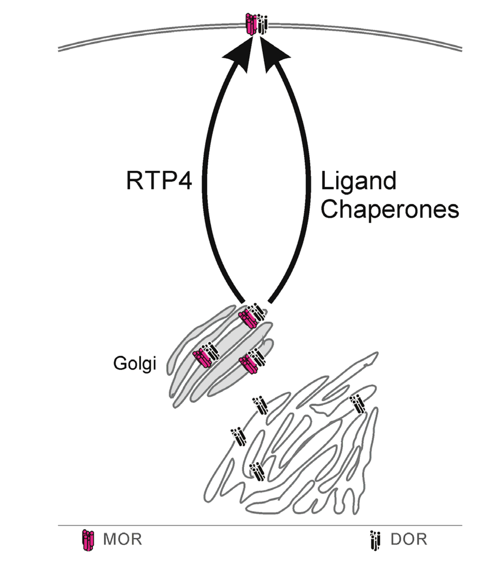 Cells 03 00152 g001 1024