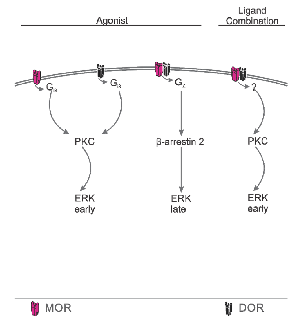 Cells 03 00152 g002 1024