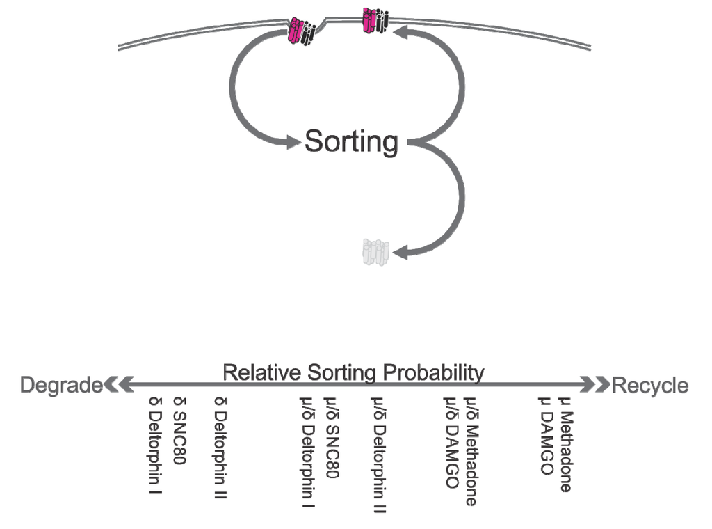 Cells 03 00152 g003 1024