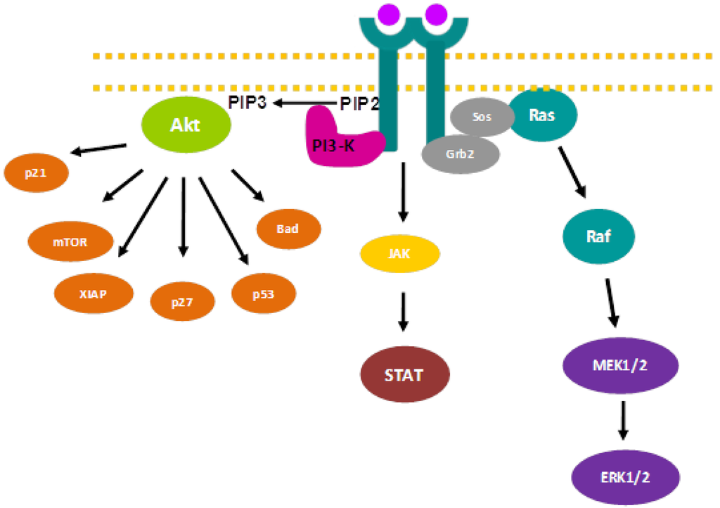 Cells 03 00199 g001 1024