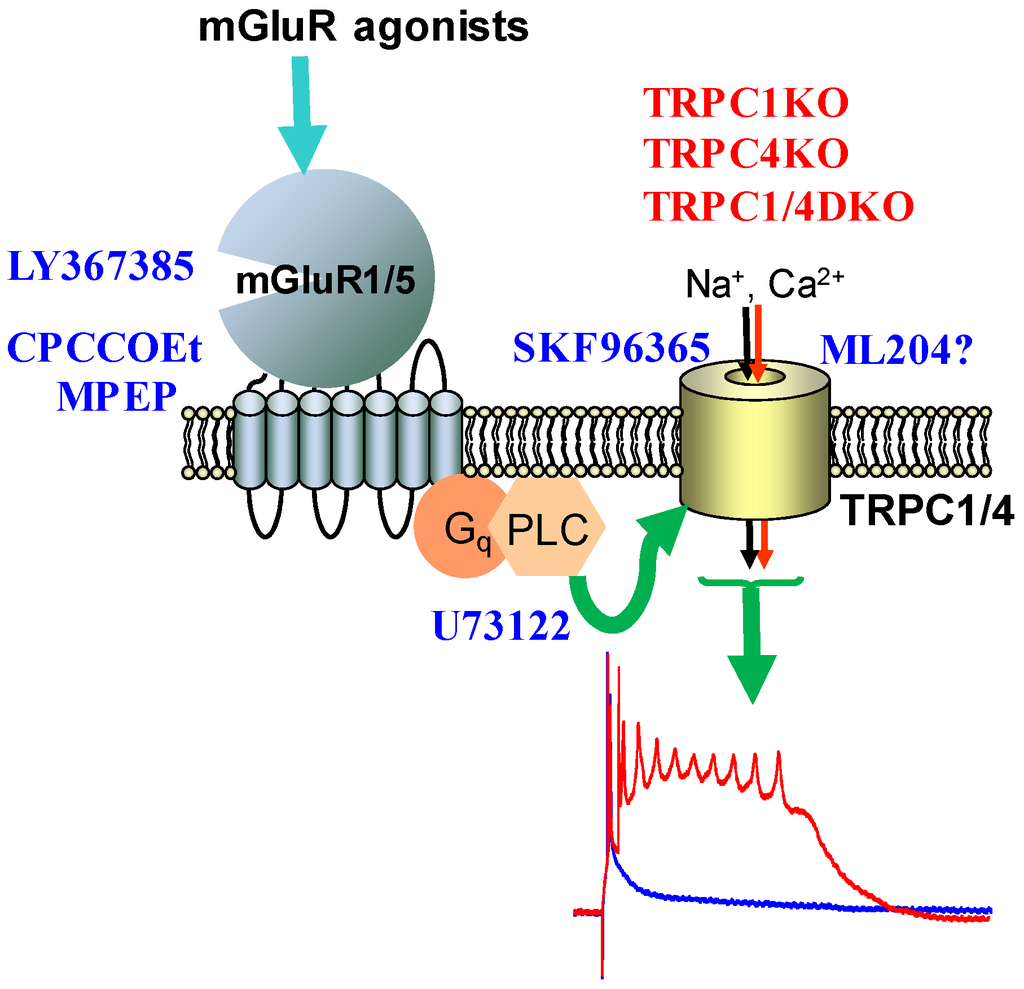 Cells 03 00288 g002 1024