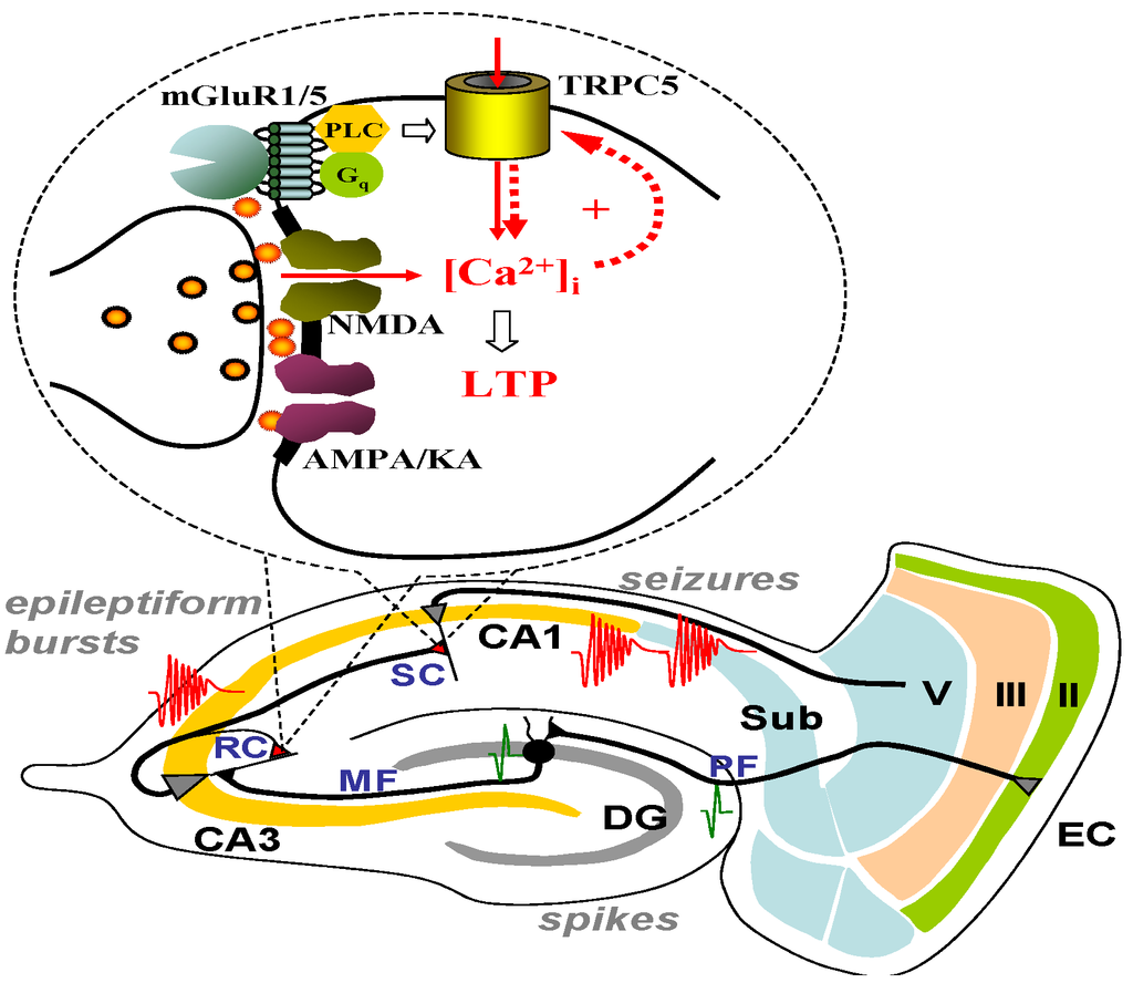 Cells 03 00288 g004 1024