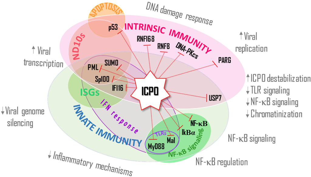 Cells 03 00438 g002 1024
